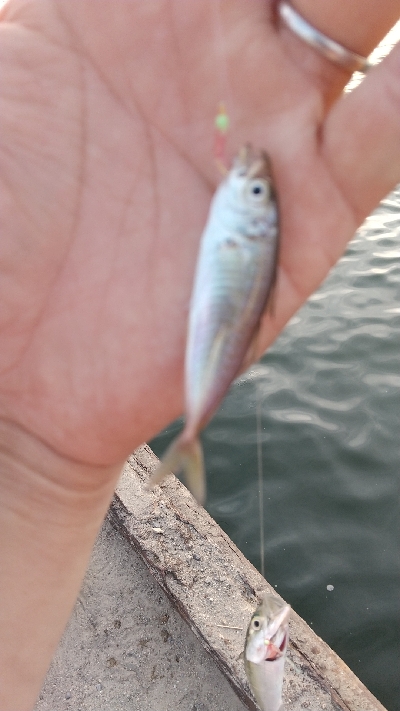 サビキリベンジ