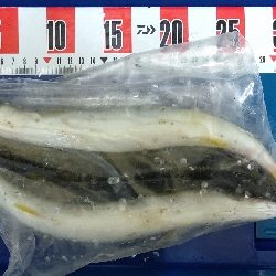 まさかの場所でまさかのカマス