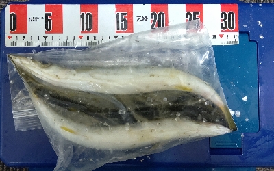 まさかの場所でまさかのカマス