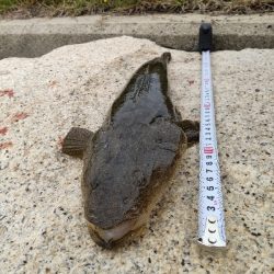 フラットフィッシュゲーム