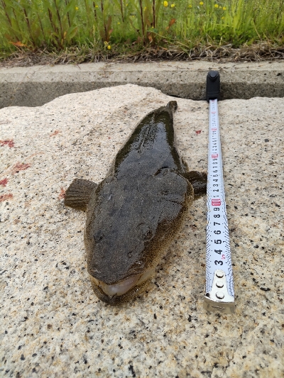 フラットフィッシュゲーム