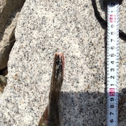 フラットフィッシュゲームNo.2