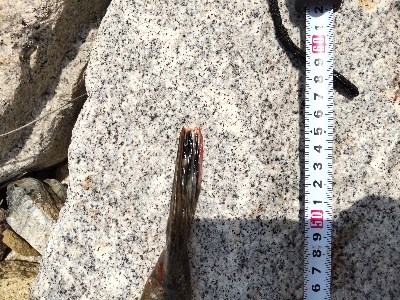 フラットフィッシュゲームNo.2