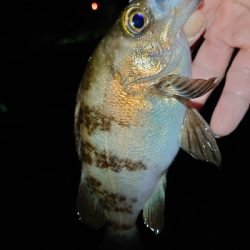 久々のツレと釣行