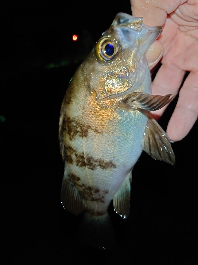 久々のツレと釣行