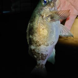 少し苦手なフロート