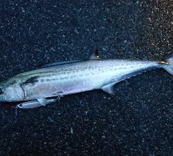 久しぶりのショアジギング