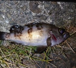 青イソメでメバル釣り