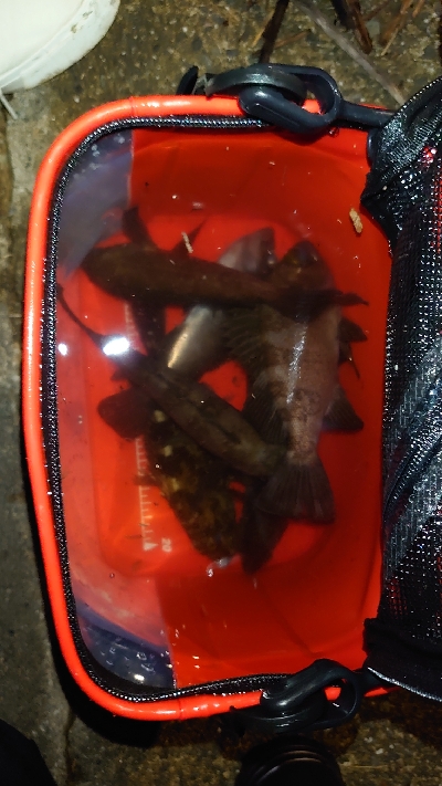 メバルもそろそろ終わり？