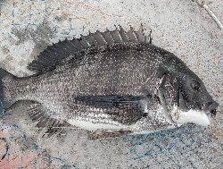 今年初クロダイ