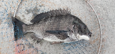 今年初クロダイ