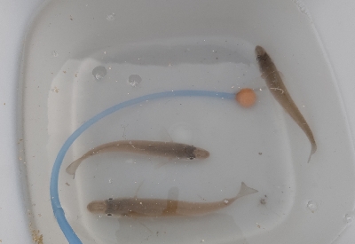 キス釣り調査へ