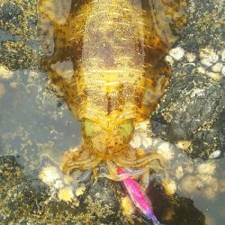 キロアップ連発