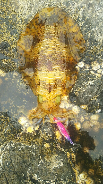 キロアップ連発