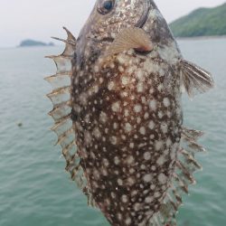 由良紀州釣り