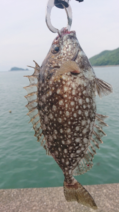 由良紀州釣り