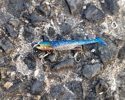 シーバスルアーにアジ