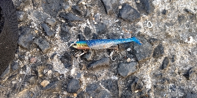 シーバスルアーにアジ