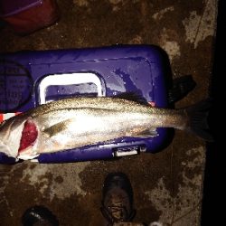 メバリングのはずが