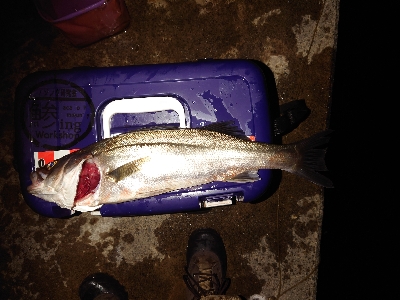 メバリングのはずが