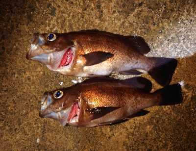 やっとメバル釣れたけどサイズ伸びない