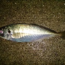 久しぶりのアジ