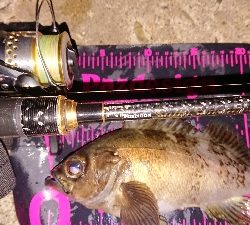 メバルには…ワーム？プラグ？