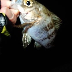 チビッ子のみ。