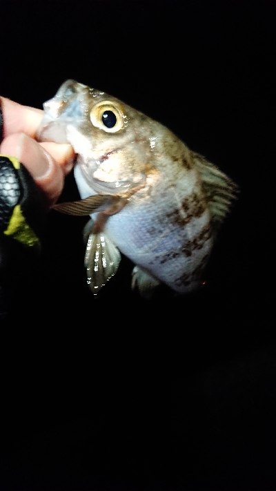 チビッ子のみ。