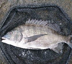 久々に 短時間集中で釣れた