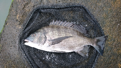 久々に 短時間集中で釣れた