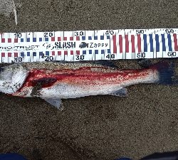 Vj丸呑みだったが…