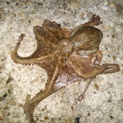 メバリングで嬉しいタコ