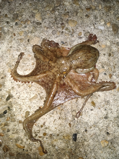 メバリングで嬉しいタコ