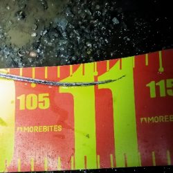 腹パンタチウオ