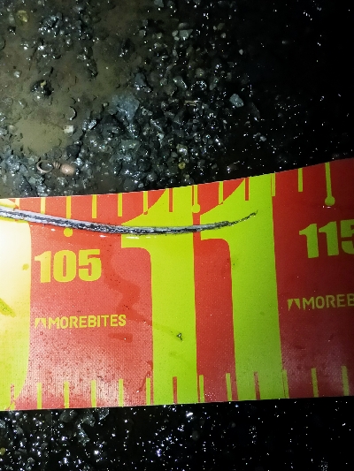 腹パンタチウオ