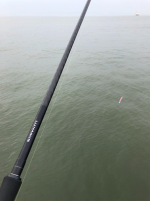 グッドコンディション沖シーバス