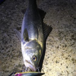 底バチパターン