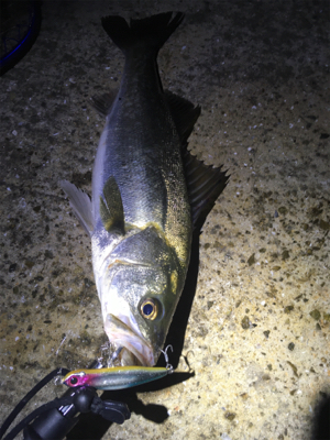 底バチパターン