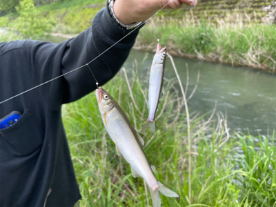 芹川　小鮎