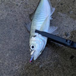 連日のアジング