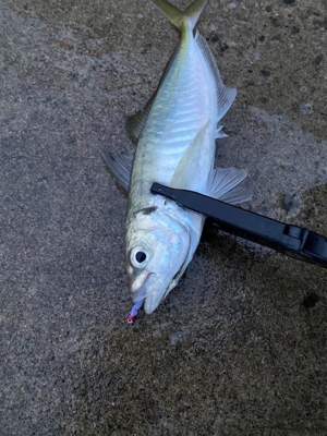 連日のアジング