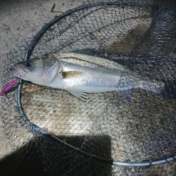 バチパターン？？