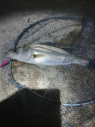 バチパターン？？