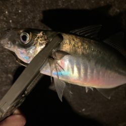 密を避けてアジング