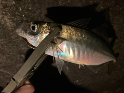 密を避けてアジング