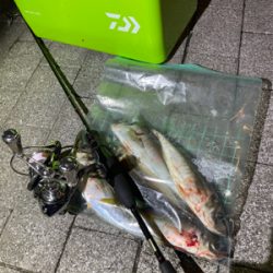 久しぶりの爆風アジング