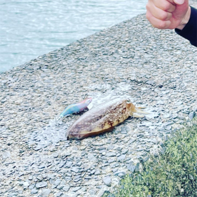 でかガシラ多数！！コウイカも。