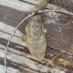 アオリイカのはずが…