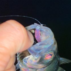 鯵はいる。渋いだけ・・・？